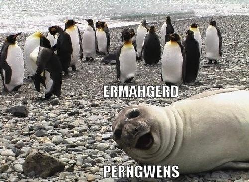 24 Penguin Memes to Dive into a Sea of Hilarity on International Penguin Day 1 Ermahgerd