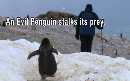 24 Penguin Memes to Dive into a Sea of Hilarity on International Penguin Day 2 Evil penguin
