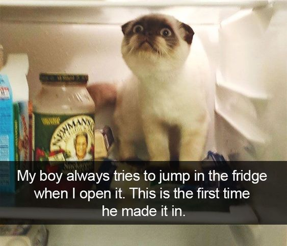 First time in fridge - cat and dog memes
