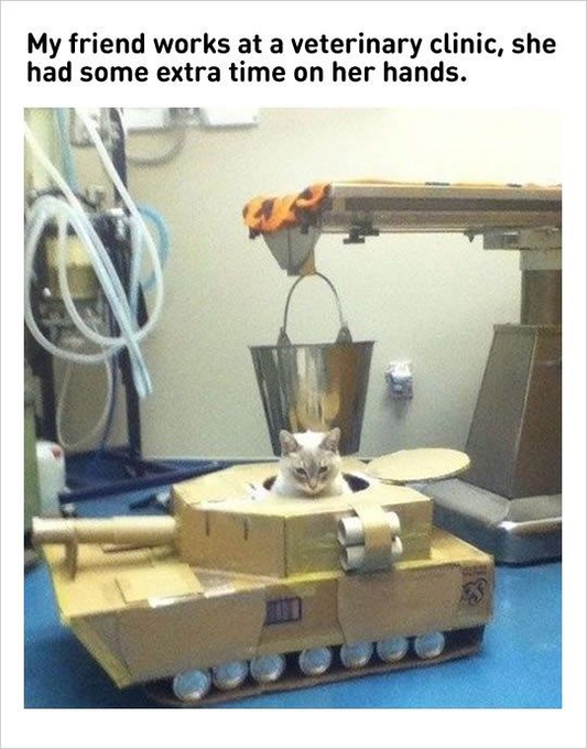 Friend works at vetenary clinic - cat and dog memes