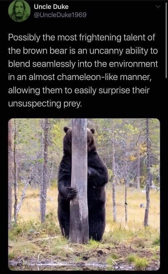 20 Bear Memes That Are Unbearably Hilarious and Adorable 5 Frightening quality of bear - bear memes