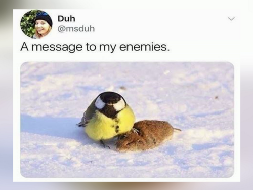 Funny Bird Memes - FG.png