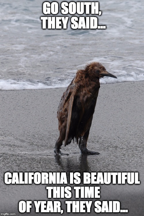 24 Penguin Memes to Dive into a Sea of Hilarity on International Penguin Day 4 Go south