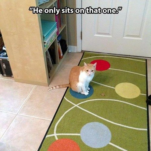 He only sits on that one - cat and dog memes