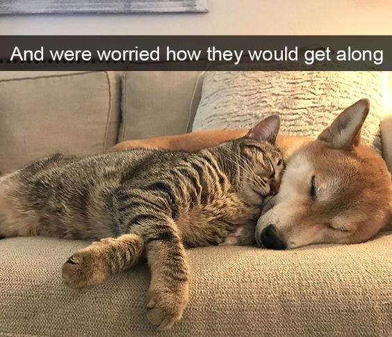 25 Cat And Dog Memes: Felines & Canines Unite To Make You Laugh 22 How would they get along - cat and dog memes