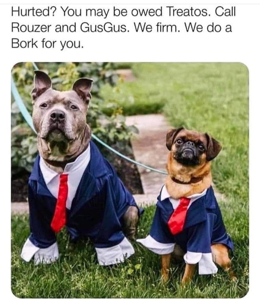 35 Dog Memes That Will Make You Laugh And Reduce Stress 28 Hurted