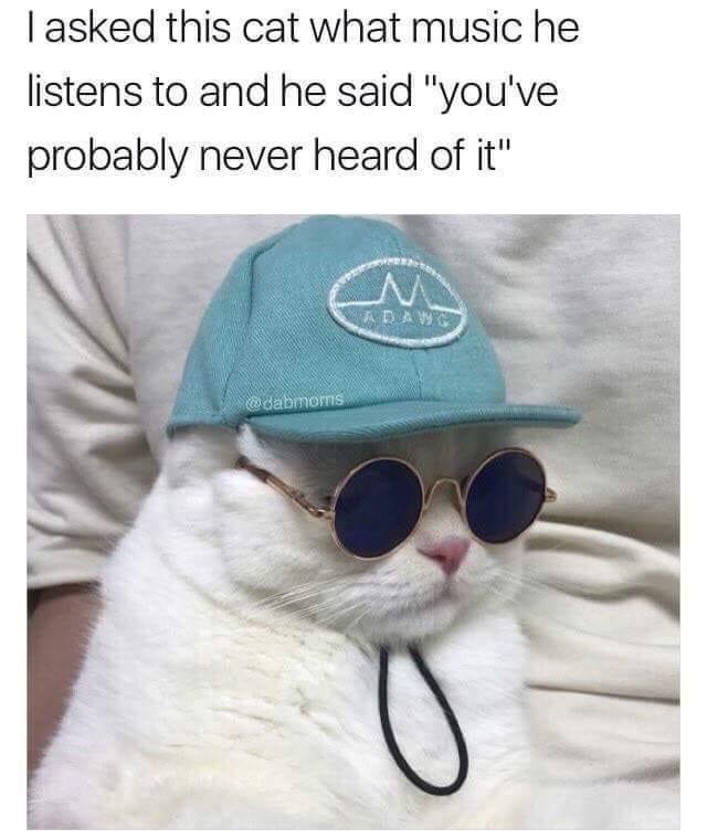 35 Funny Random Memes - A Random Dose Of Happiness 22 I asked this cat - funny random memes
