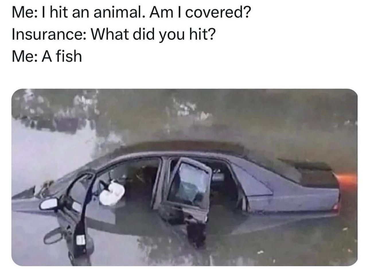 25 Amusing Memes to Crown Your Day with Laughter 22 I hit an animal