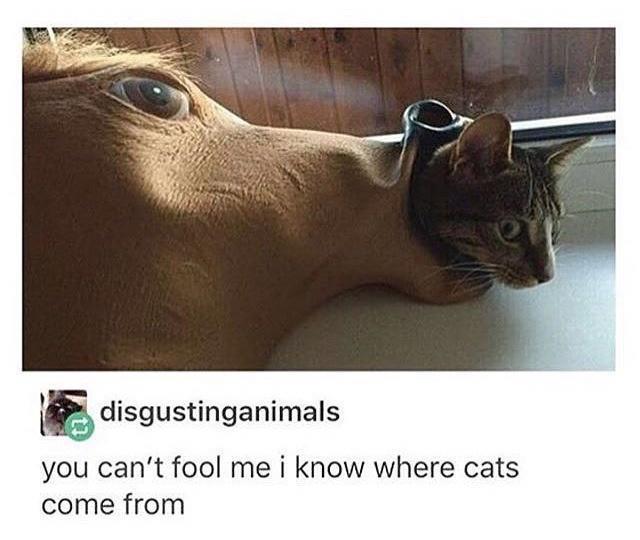 25 Memes That Turn Laughter Up to Eleven 6 I know where cats comefrom