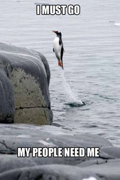 24 Penguin Memes to Dive into a Sea of Hilarity on International Penguin Day 7 I must go