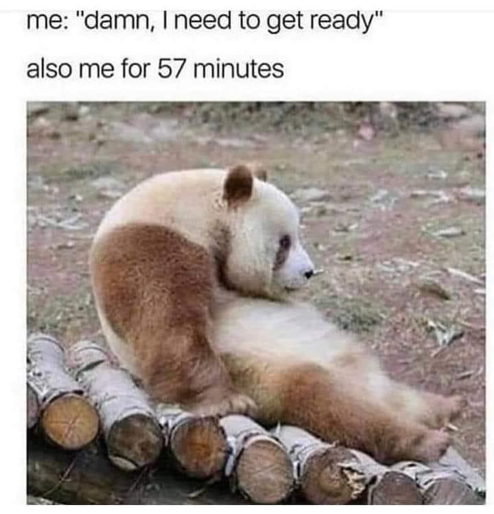 20 Bear Memes That Are Unbearably Hilarious and Adorable 9 I need to get ready - bear memes