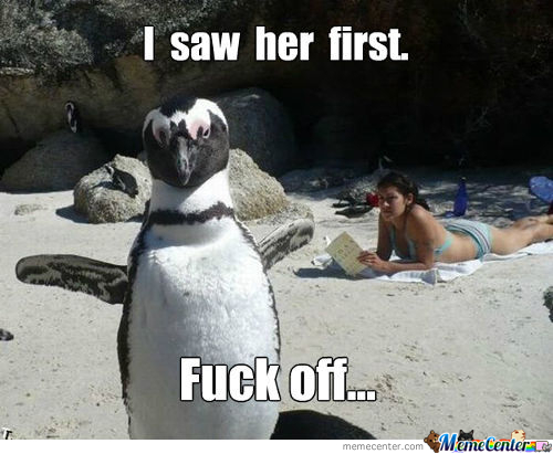 24 Penguin Memes to Dive into a Sea of Hilarity on International Penguin Day 8 I saw her first