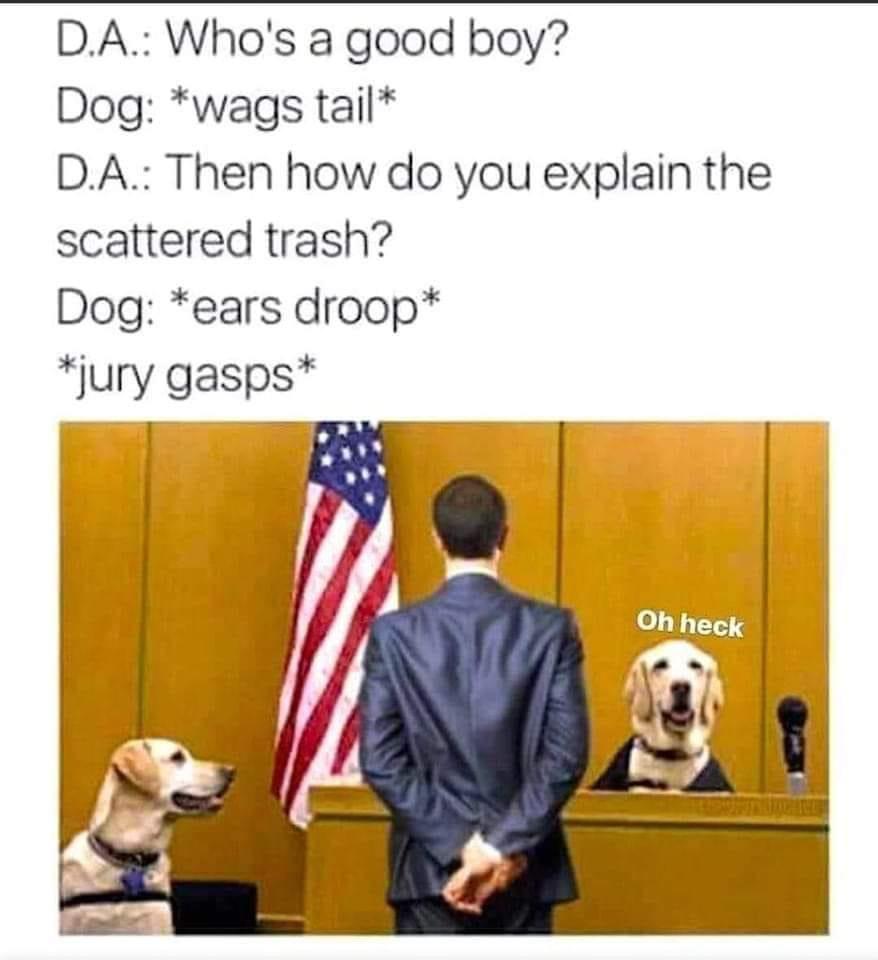 25 Adorable Dog Memes for a Pawsitively Good Time 22 Jury gasps