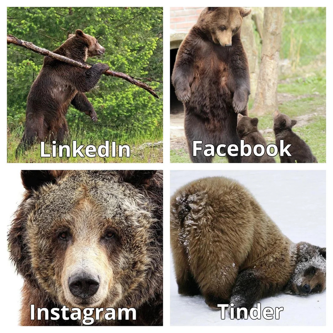 20 Bear Memes That Are Unbearably Hilarious and Adorable 12 Linkedin vs tinder - bear memes