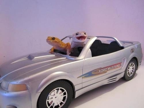 20 Unusual Animal Pics That Will Make Your Jaw Drop 16 Lizard riding car - unusual animal pics