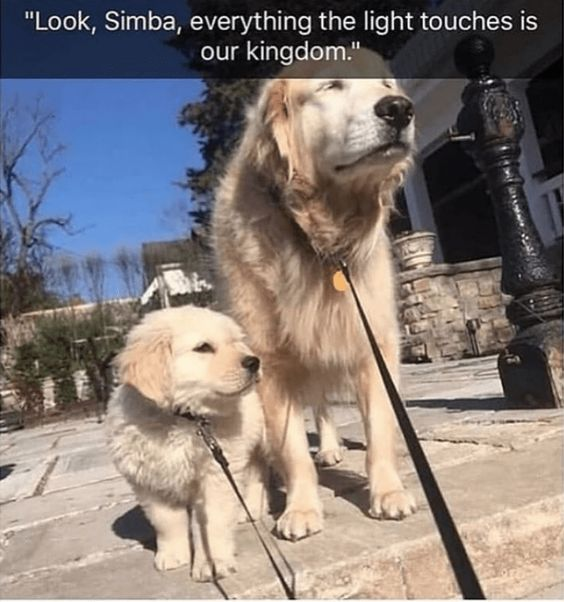 Look simba - cat and dog memes