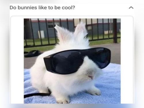 Mischievous Animal Memes - FG.png