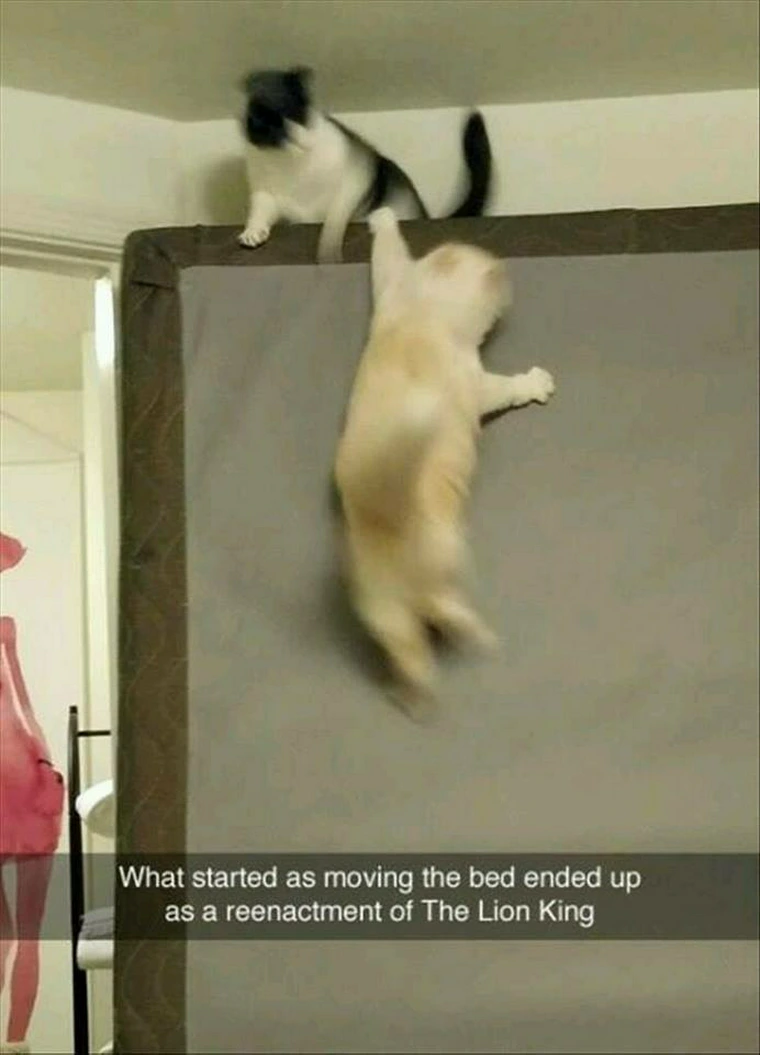 25 Animal Memes That Will Bring Joy To Your Day 24 Moving bed