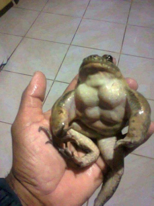 20 Unusual Animal Pics That Will Make Your Jaw Drop 17 Muscular frog - unusual animal pics