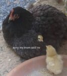 Unusual animal memes - FG