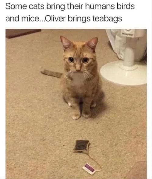 20 Wholesome Memes to Brighten Your Day and Warm Your Heart 17 Oliver brings teabags