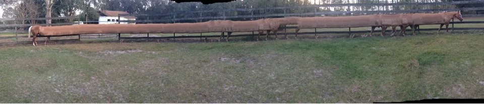 20 Hilarious Panoramic Fails That Look Straight Out of the Matrix 10 Panorama of my horse walking