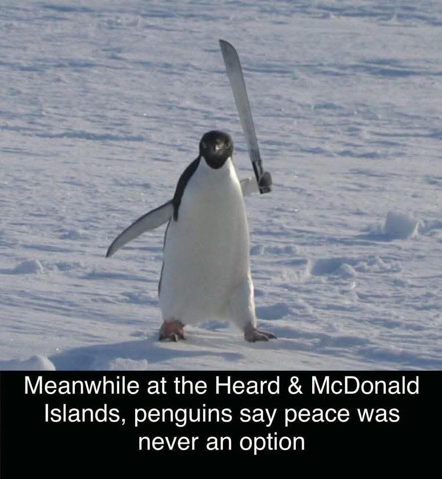 24 Penguin Memes to Dive into a Sea of Hilarity on International Penguin Day 23 Peace was never an option