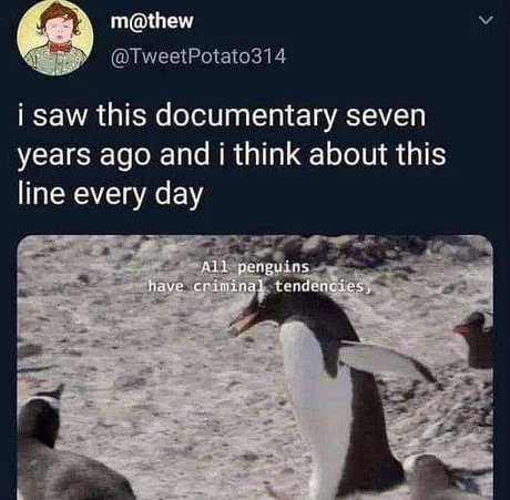 24 Penguin Memes to Dive into a Sea of Hilarity on International Penguin Day 13 Penguins have criminal tendencies