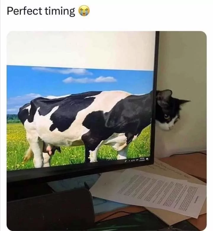 30 Udderly Entertaining Cow Memes That Will Make Your Day Moo-velous! 24 Perfect timing - cow memes
