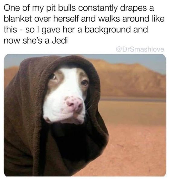 Pitbull drapes blanket