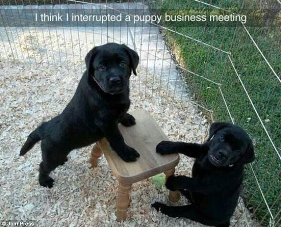 25 Cat And Dog Memes: Felines & Canines Unite To Make You Laugh 24 Puppy business meting - cat and dog memes