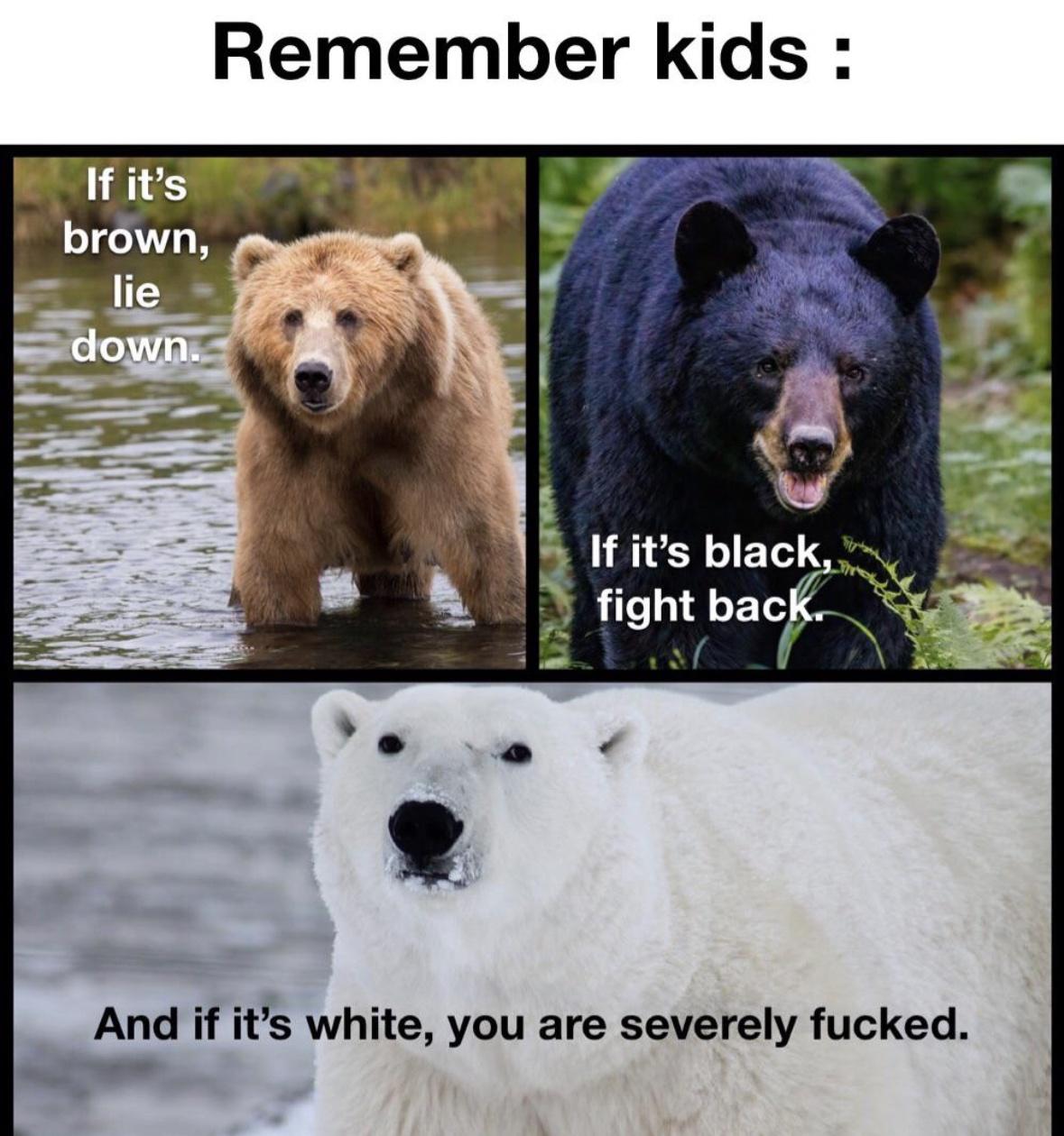 20 Bear Memes That Are Unbearably Hilarious and Adorable 17 Remeber kids - bear memes