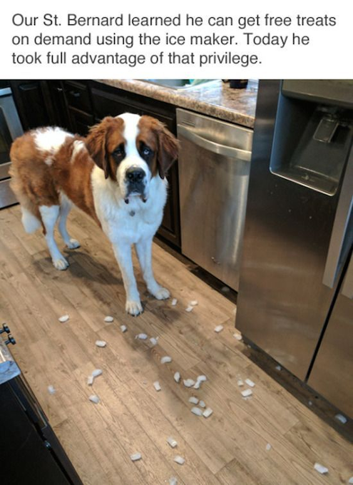 Saint Bernard learned to get free trats - cat and dog memes
