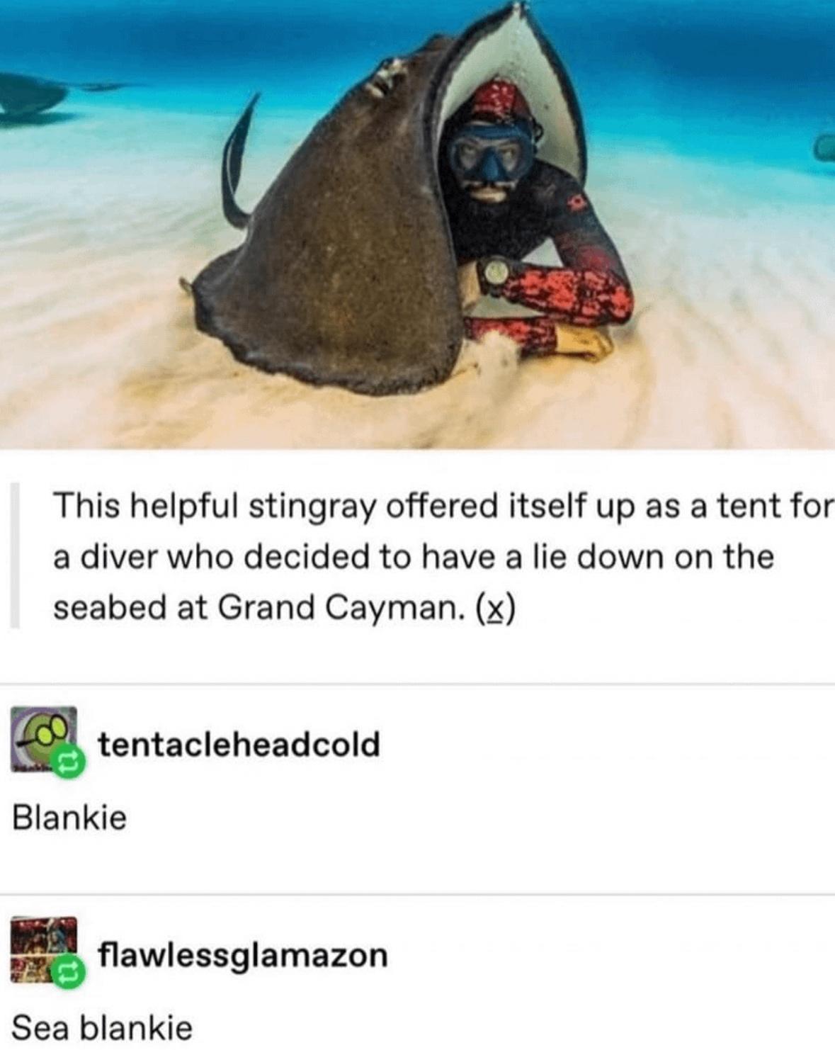 25 Memes That Turn Laughter Up to Eleven 16 Sea blankie