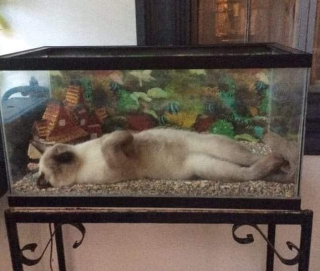 20 Unusual Animal Pics That Will Make Your Jaw Drop 20 Sleeping in fish tank - unusual animal pics