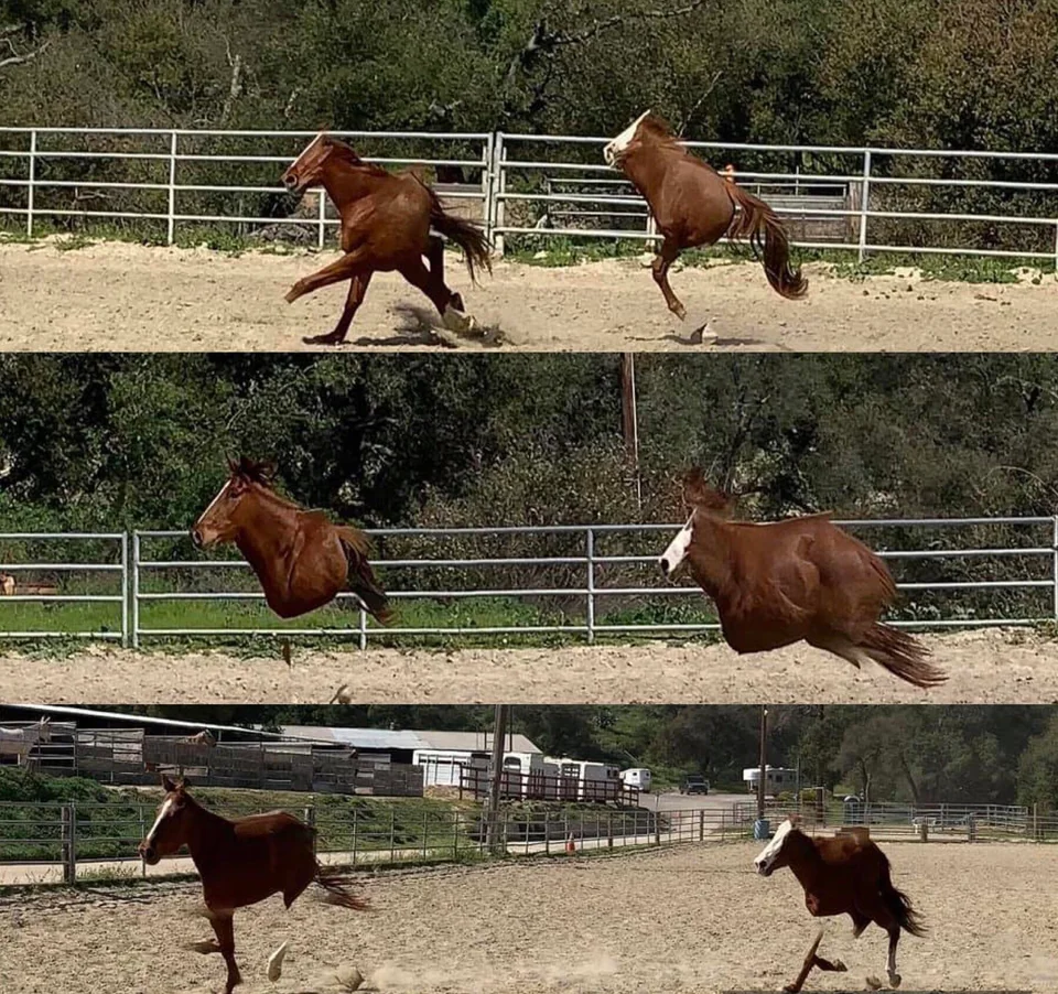 20 Hilarious Panoramic Fails That Look Straight Out of the Matrix 12 Some horribly deformed horses.