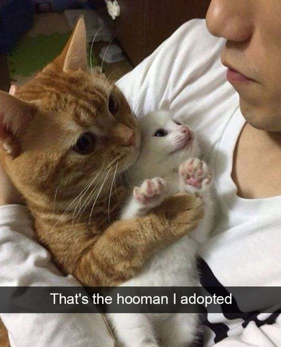 That's the human I adopted - cat and dog memes