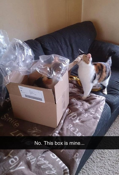 This box is mine - cat and dog memes