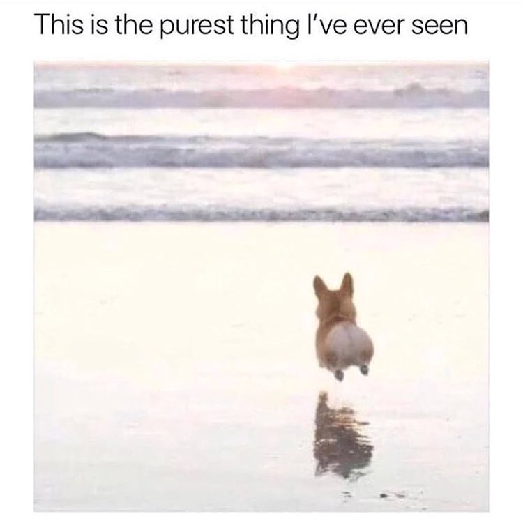 20 Wholesome Memes to Brighten Your Day and Warm Your Heart 19 This is the purest thing