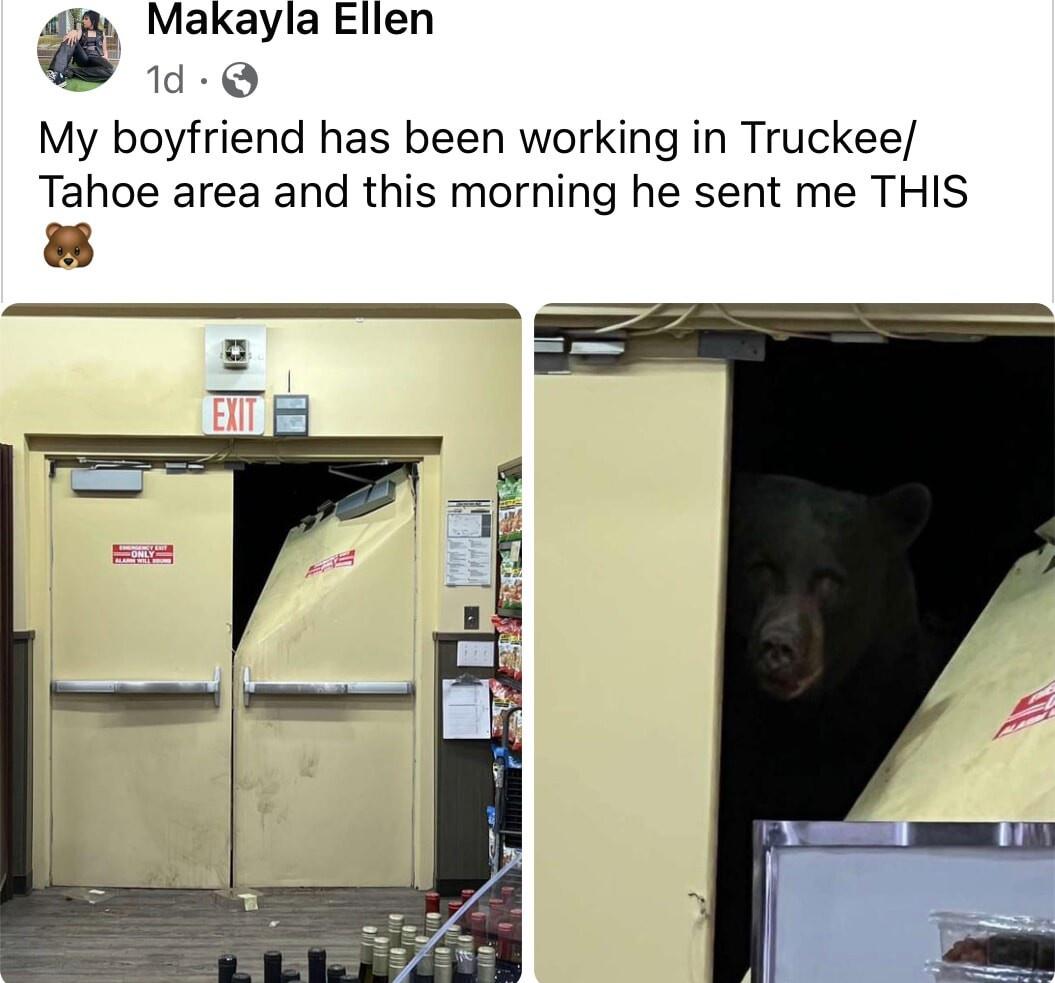 20 Bear Memes That Are Unbearably Hilarious and Adorable 18 Tuckee tahoe - bear memes