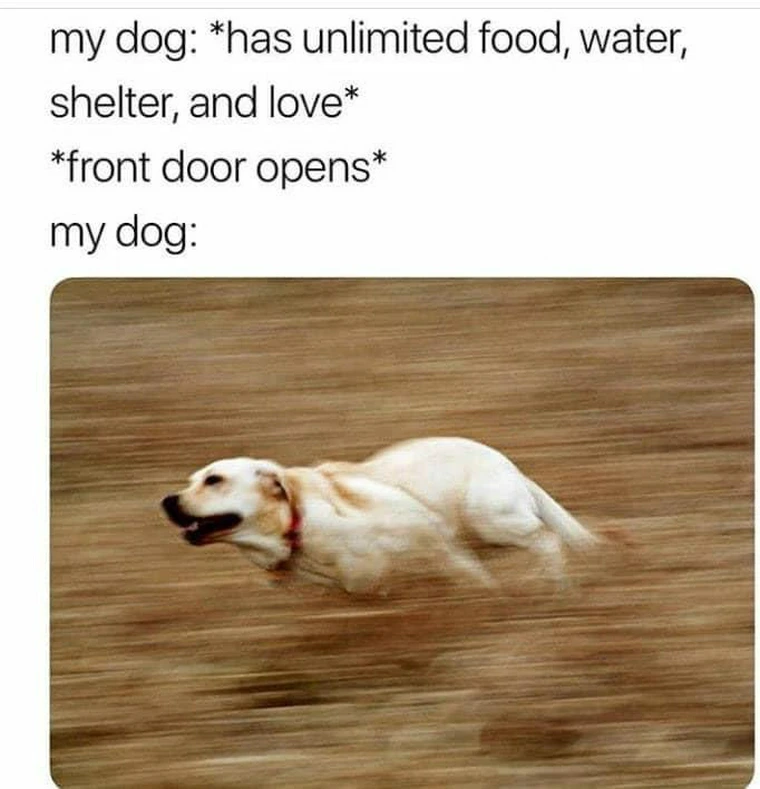 35 Dog Memes That Will Make You Laugh And Reduce Stress 29 Unlimited food