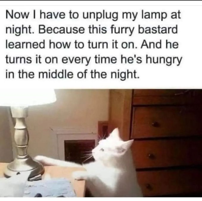 Unplug the lamp - cat and dog memes