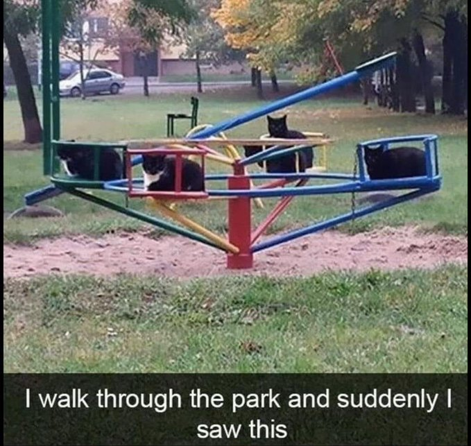 Walked thru the park and saw this - cat and dog memes