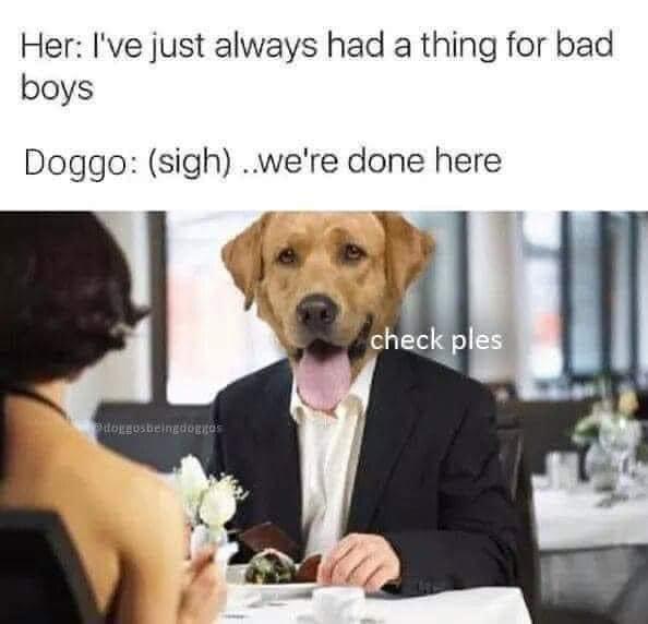 25 Adorable Dog Memes for a Pawsitively Good Time 24 We're done here