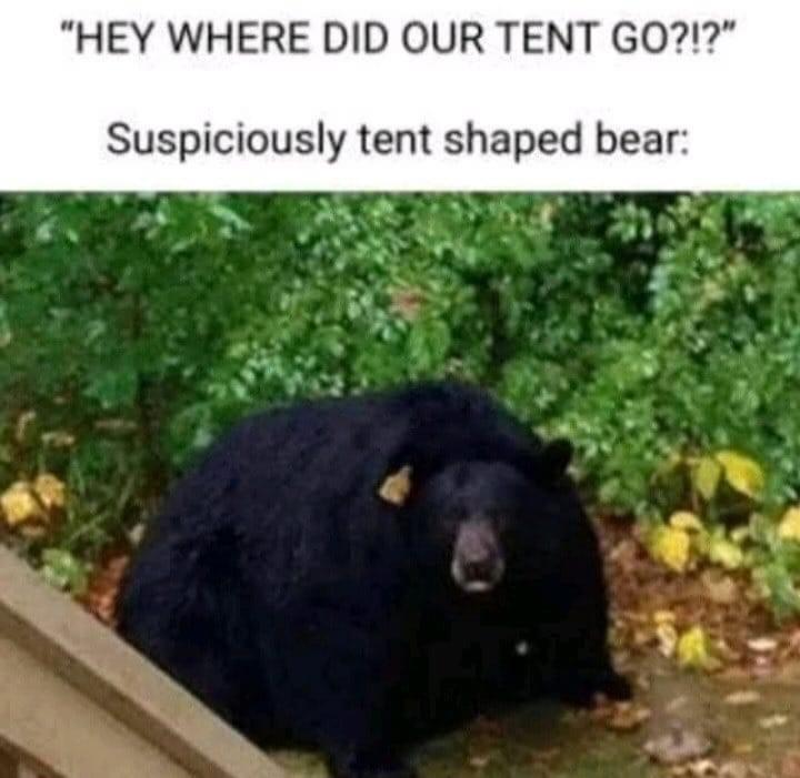 20 Bear Memes That Are Unbearably Hilarious and Adorable 20 Where did our tent go - bear memes