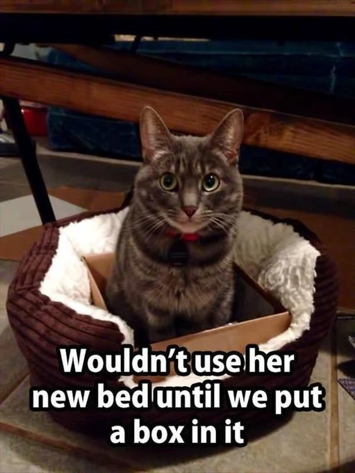 Wouldn't use her new bed - cat and dog memes