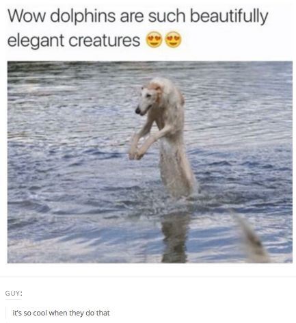 25 Cat And Dog Memes: Felines & Canines Unite To Make You Laugh 25 Wow dolphins - cat and dog memes