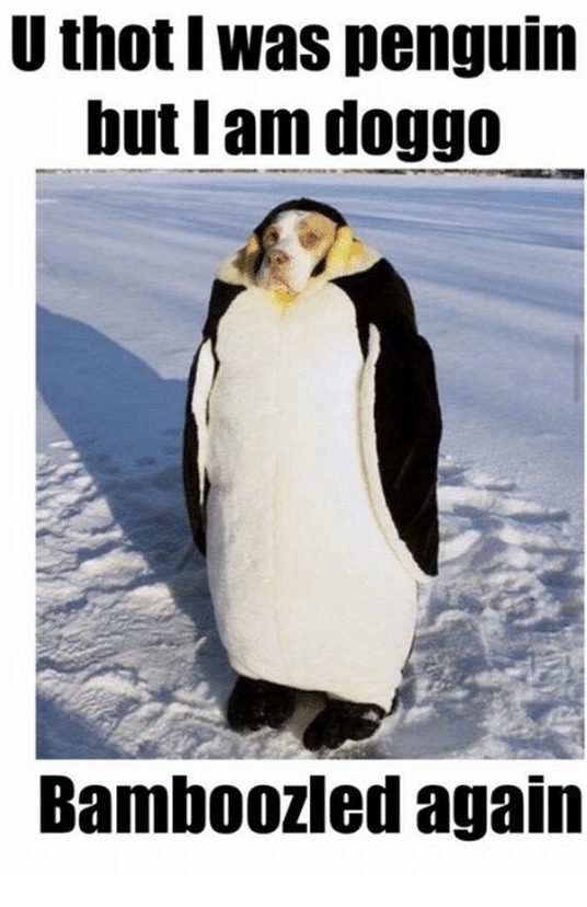24 Penguin Memes to Dive into a Sea of Hilarity on International Penguin Day 18 You thought I was penguin