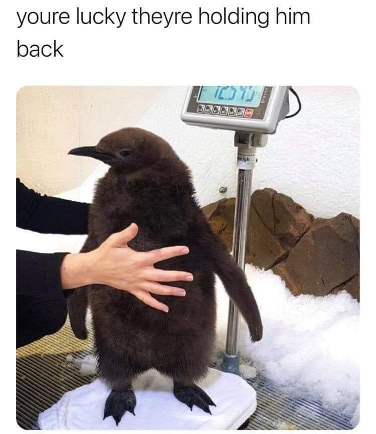 24 Penguin Memes to Dive into a Sea of Hilarity on International Penguin Day 20 Youre lucky