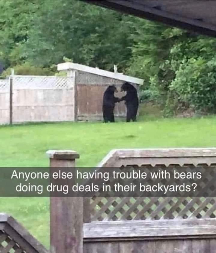 20 Bear Memes That Are Unbearably Hilarious and Adorable 1 anyone else having trouble - bear memes